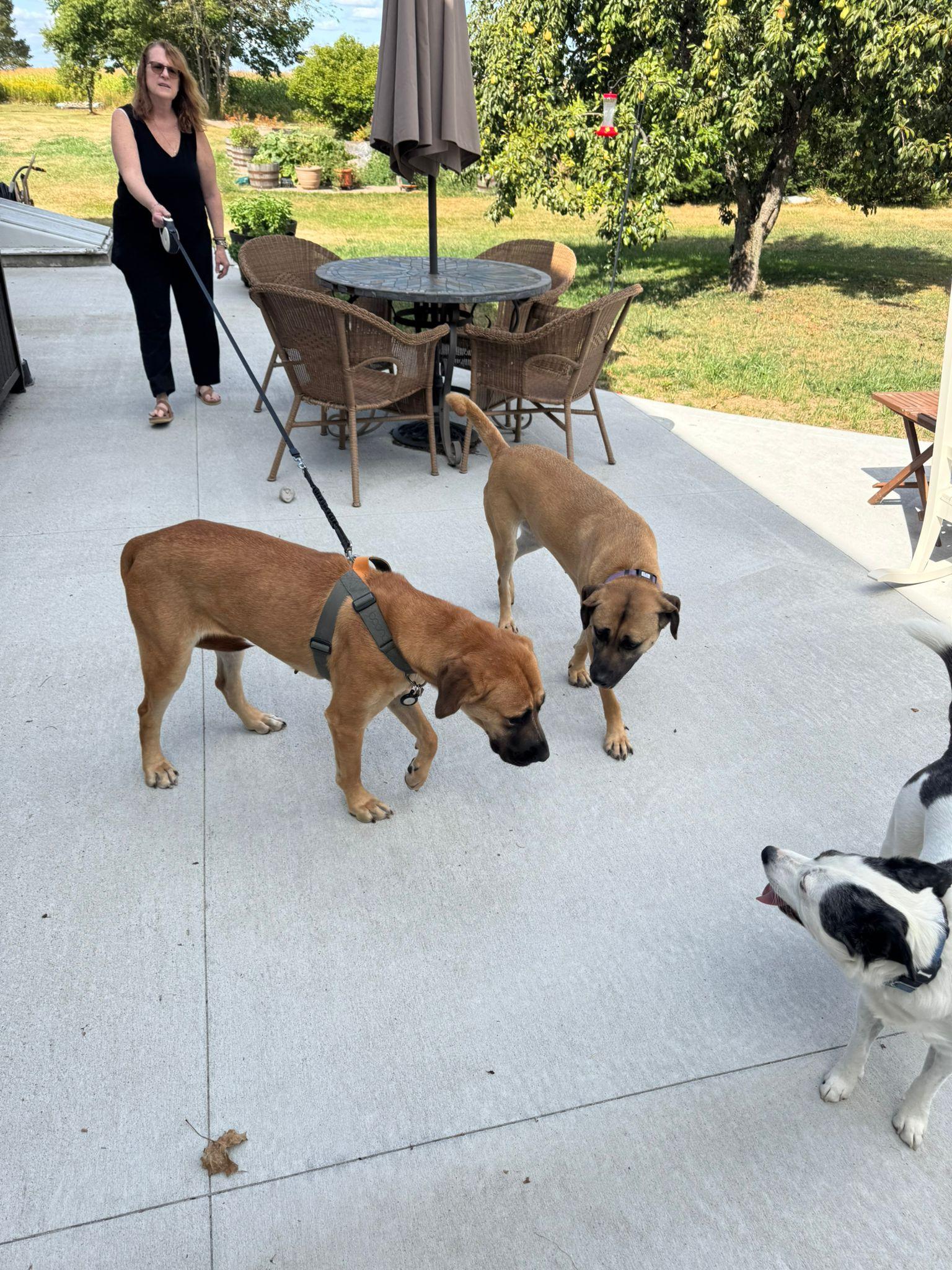 Enlarge Annika, an adopted mixed breed in North York, ON image 5/5