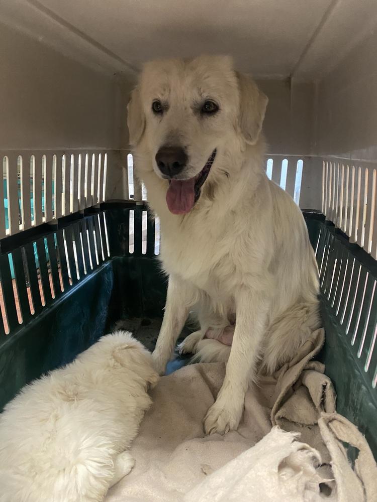 April, Adoptable, Young Female Great Pyrenees.