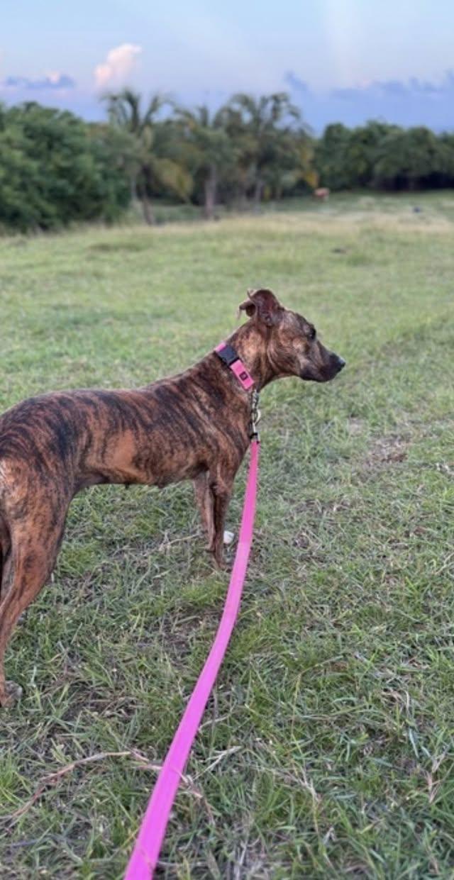 BIBI (FOSTER OR FOSTER TO ADOPT), a ADOPTABLE mixed breed in Ajax, ON image 3/3