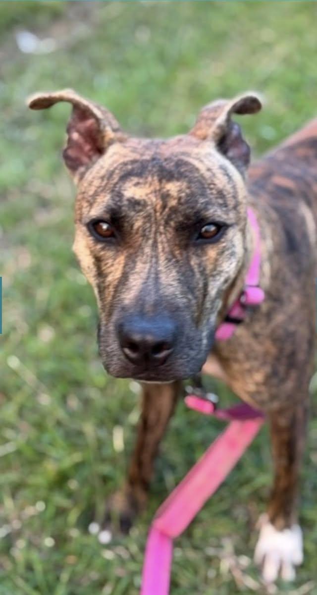 BIBI (FOSTER OR FOSTER TO ADOPT), ADOPTABLE, Adult Female Mixed Breed.