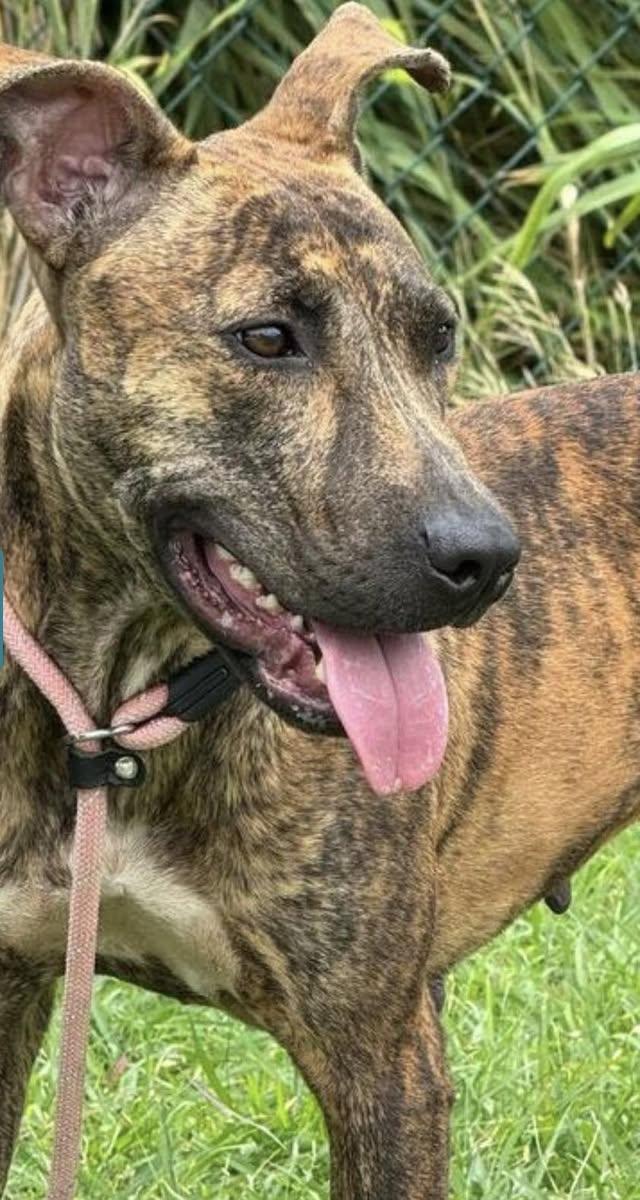 BIBI (FOSTER OR FOSTER TO ADOPT), a ADOPTABLE mixed breed in Ajax, ON image 2/3