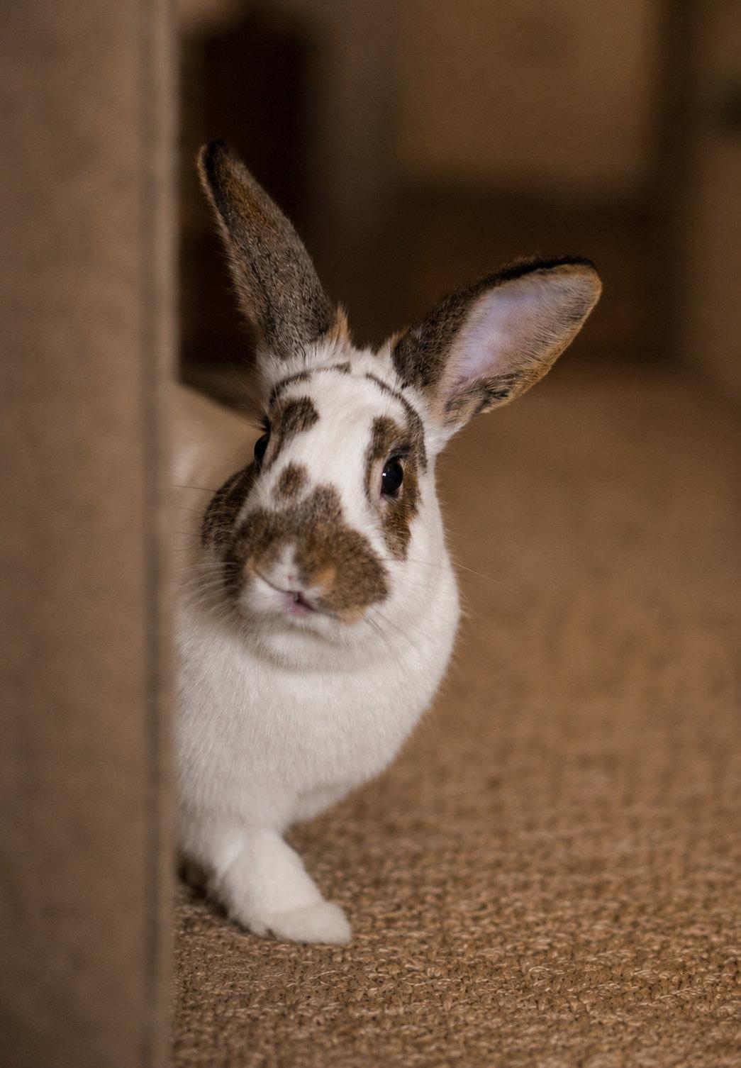 Enlarge Pecan, a Adoptable English Spot in Lakeville, MN image 3/3