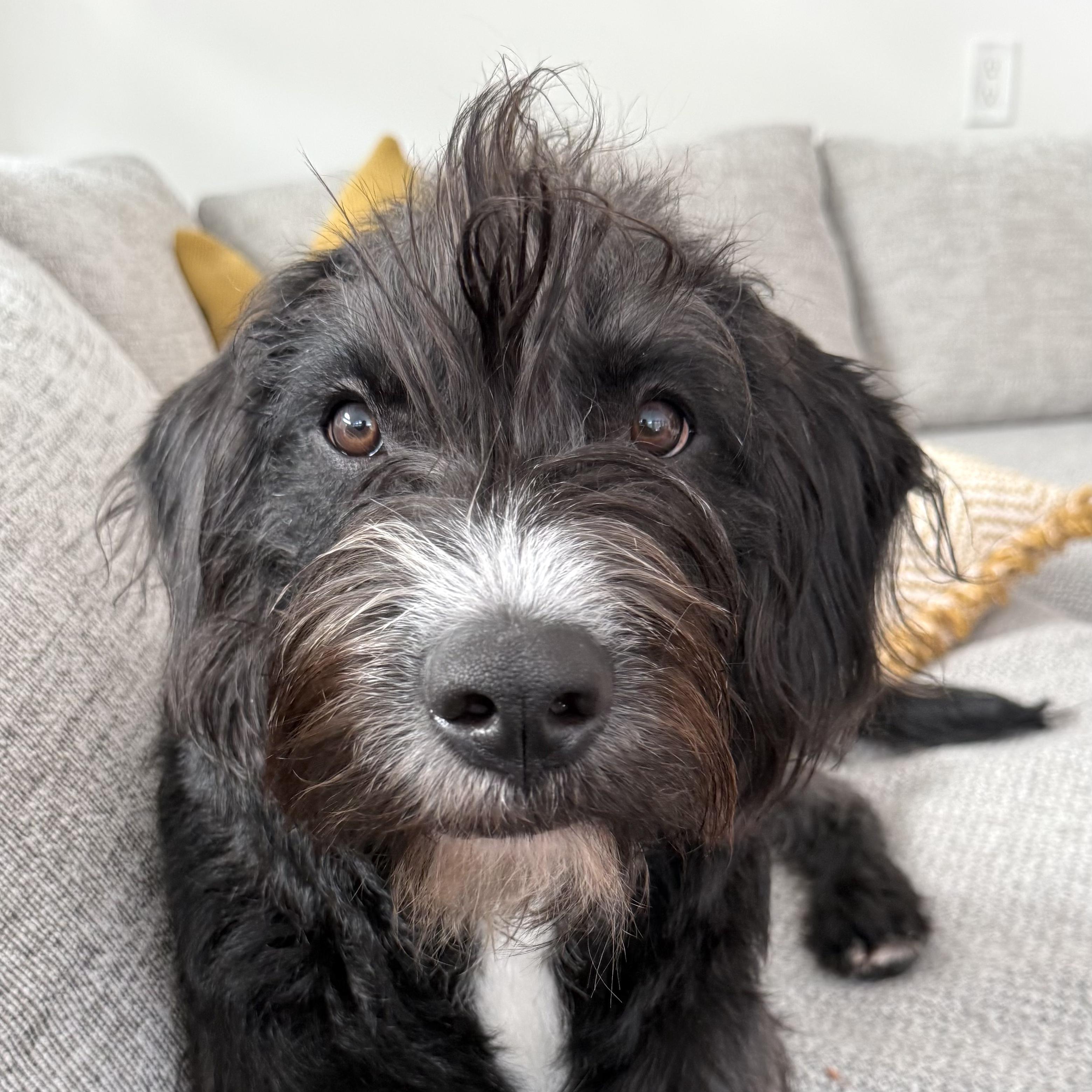 Marlene, a ADOPTABLE mixed breed in Brooklyn, NY image 4/5