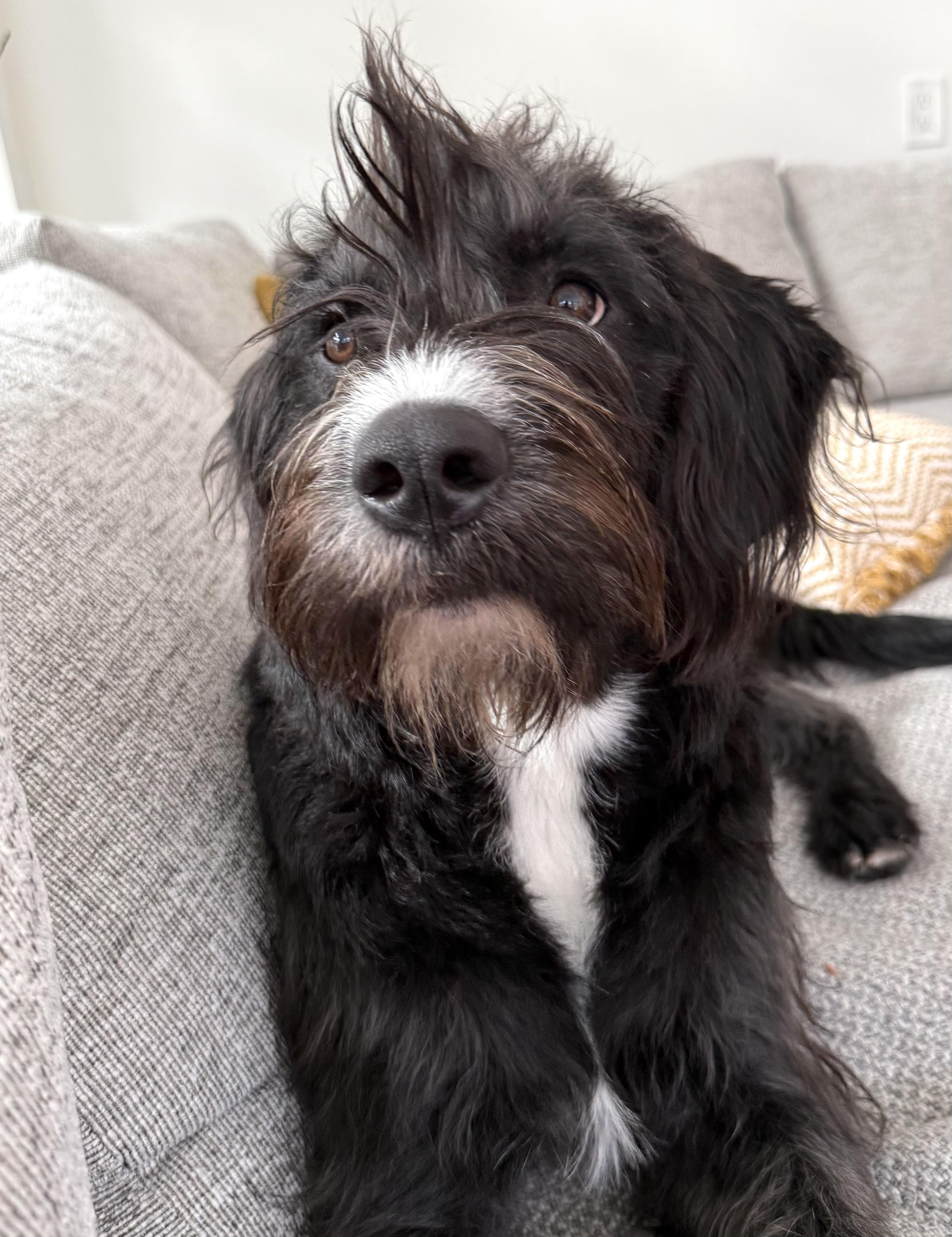 Marlene, a ADOPTABLE mixed breed in Brooklyn, NY image 3/5