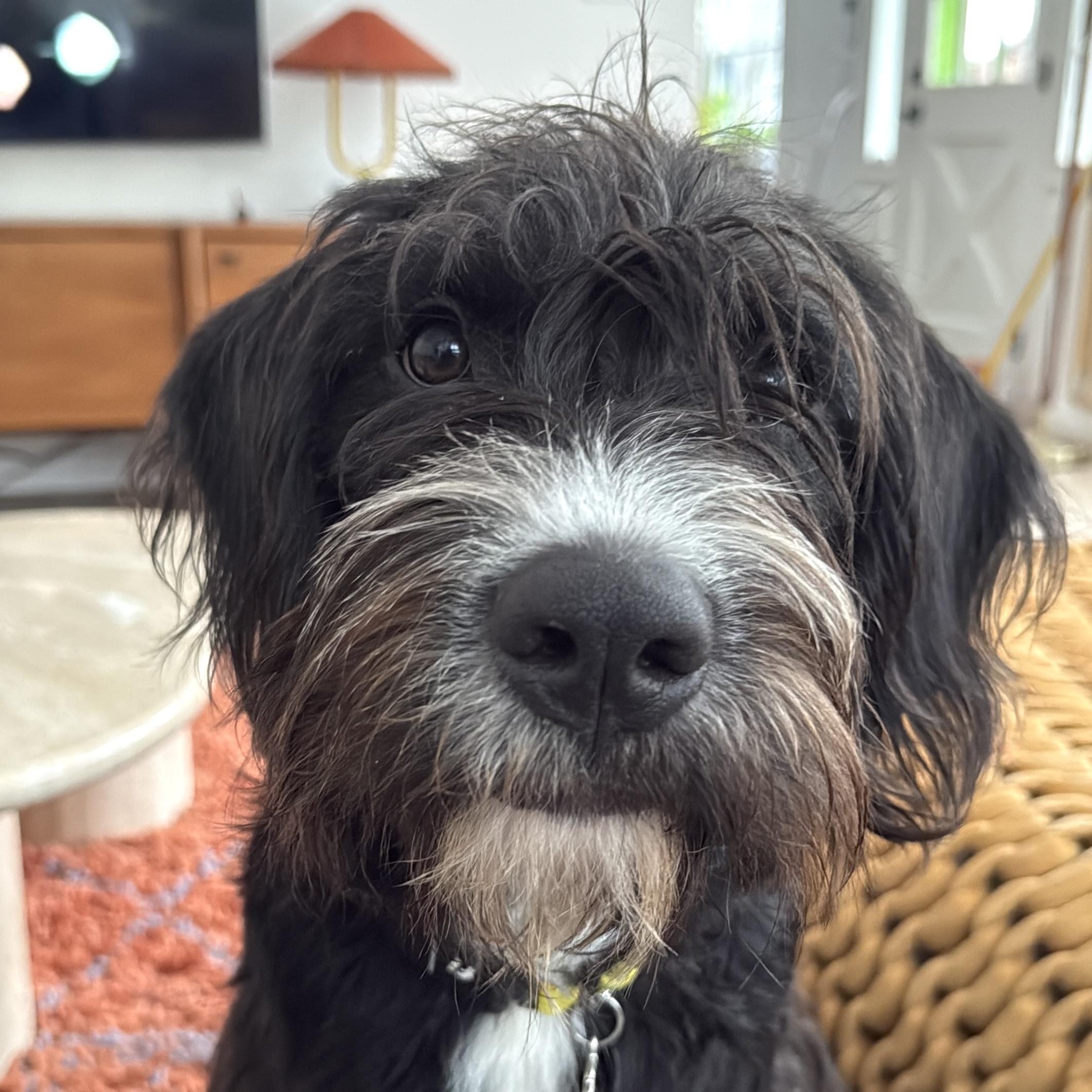 Marlene, ADOPTABLE, Young Female Scottish Deerhound.