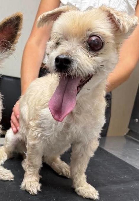Gia, Adoptable, Senior Female Yorkshire Terrier.