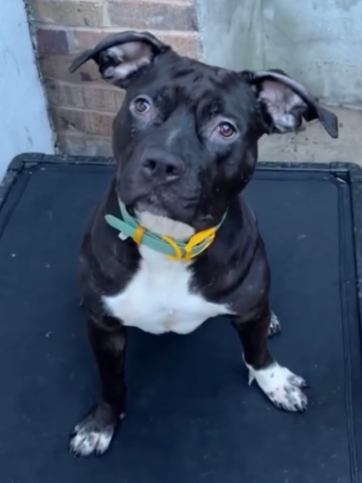 Thunder, a Adoptable mixed breed in Staten island, NY image 1/3