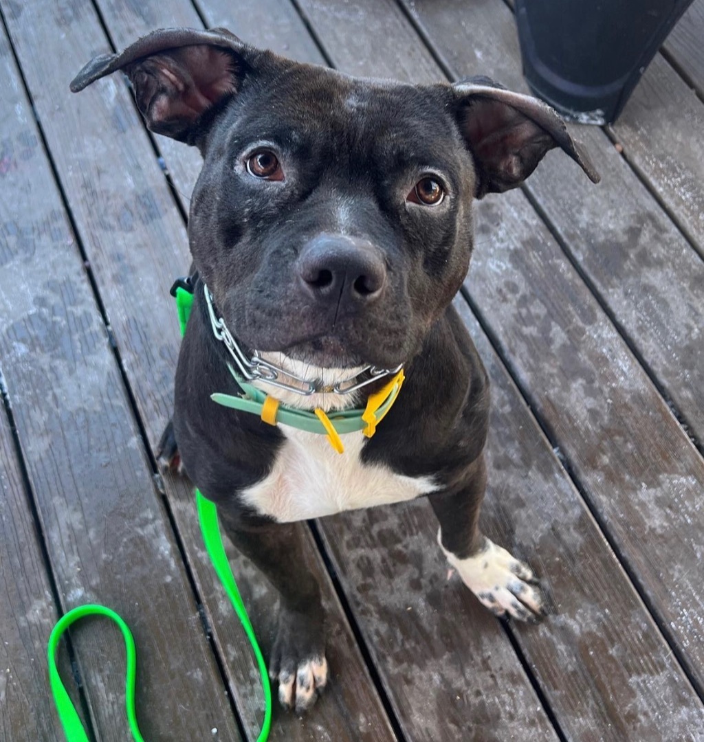 Thunder, a Adoptable mixed breed in Staten island, NY image 2/3