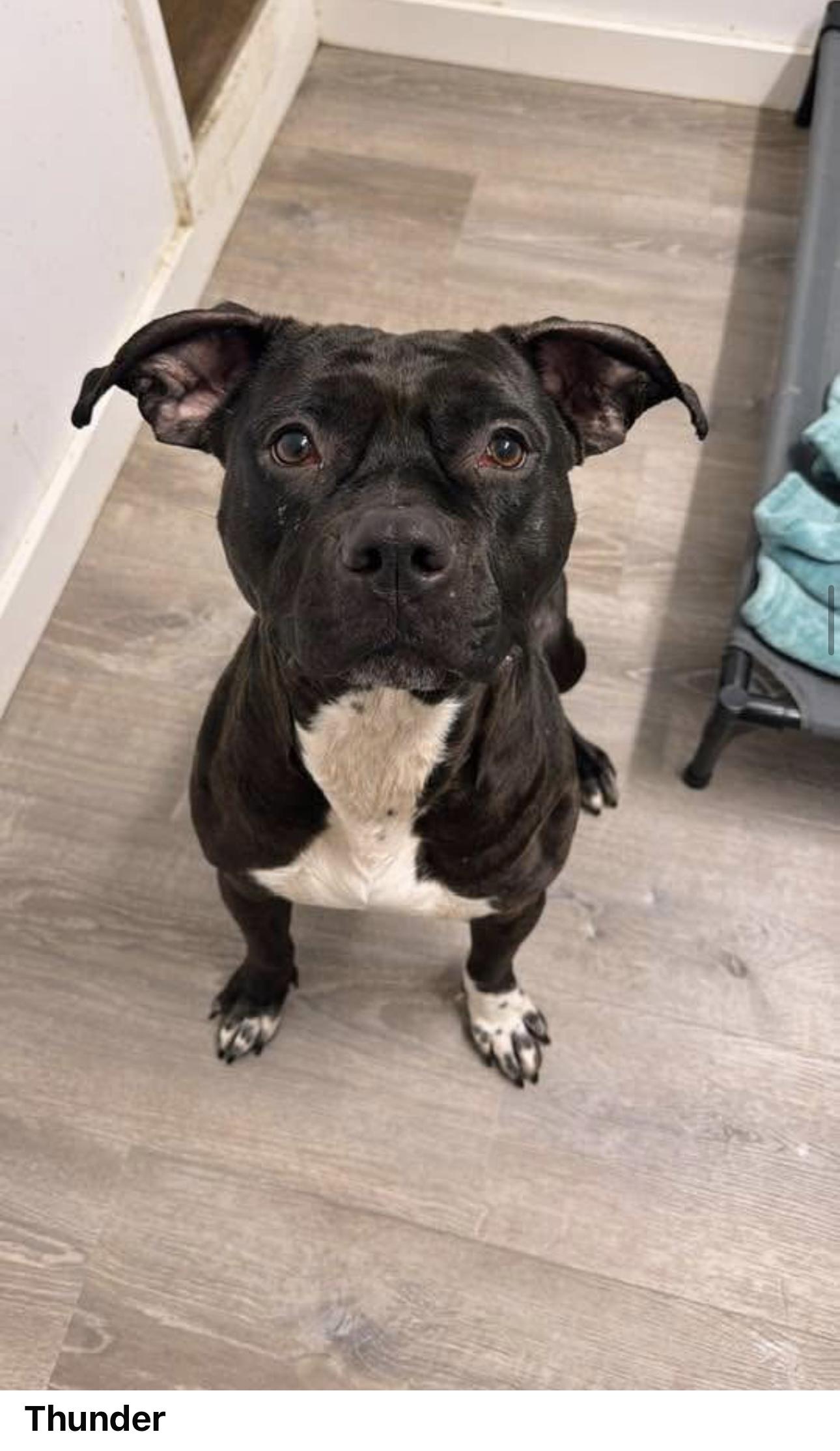 Thunder, a Adoptable mixed breed in Staten island, NY image 3/3