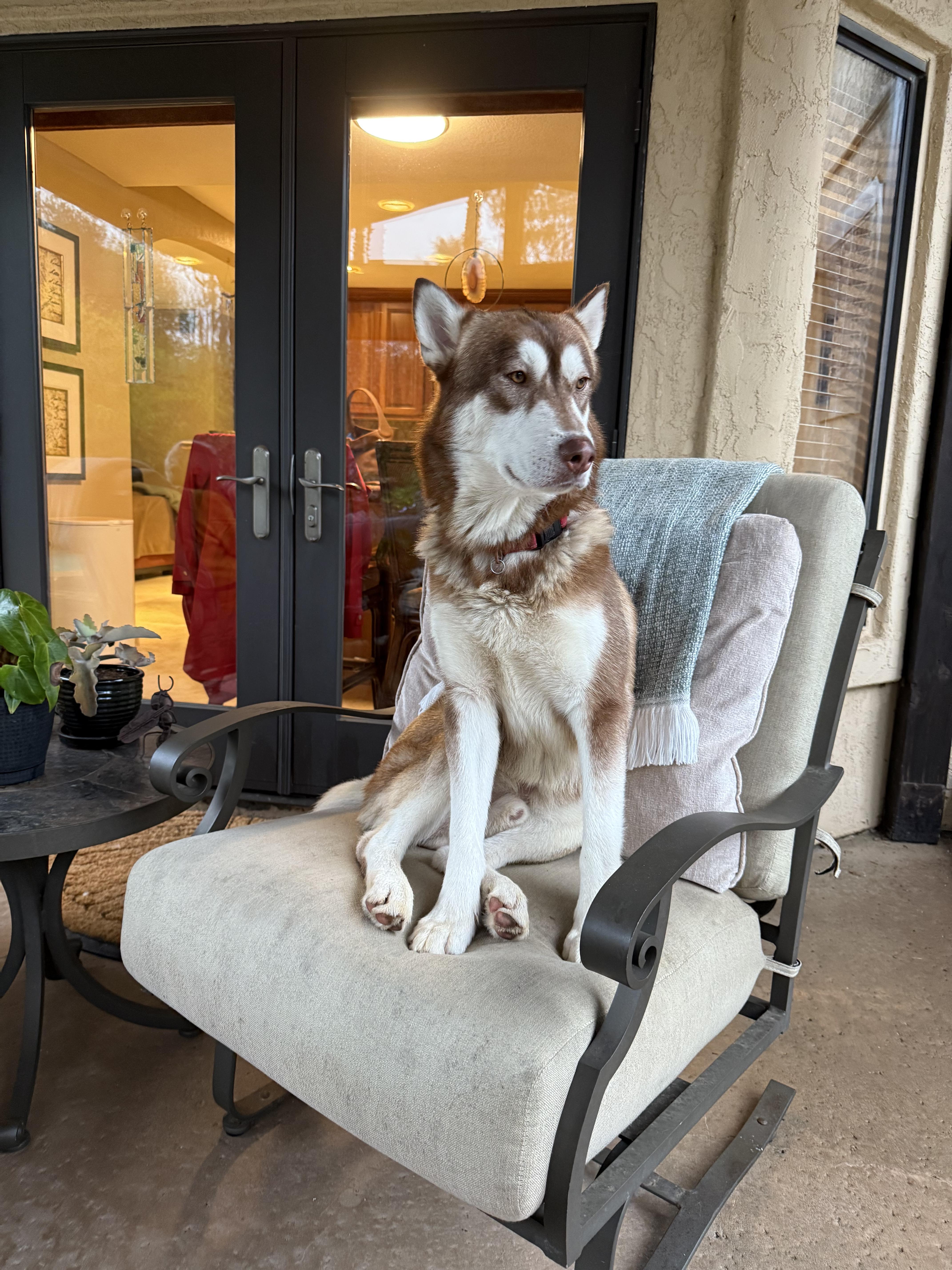 Enlarge Alfa, a ADOPTABLE Husky in Inglewood, CA image 2/5