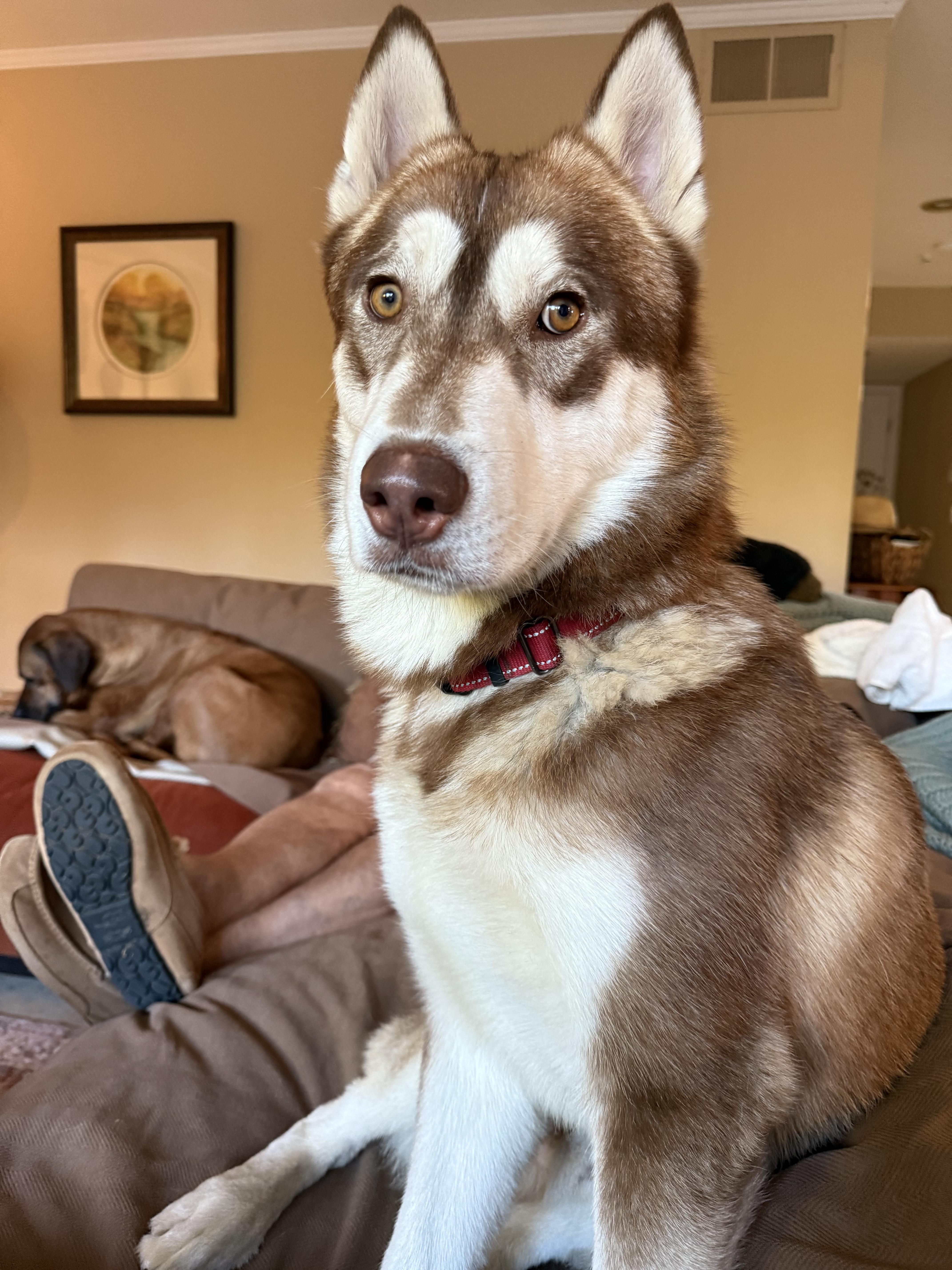 Enlarge Alfa, a ADOPTABLE Husky in Inglewood, CA image 4/5