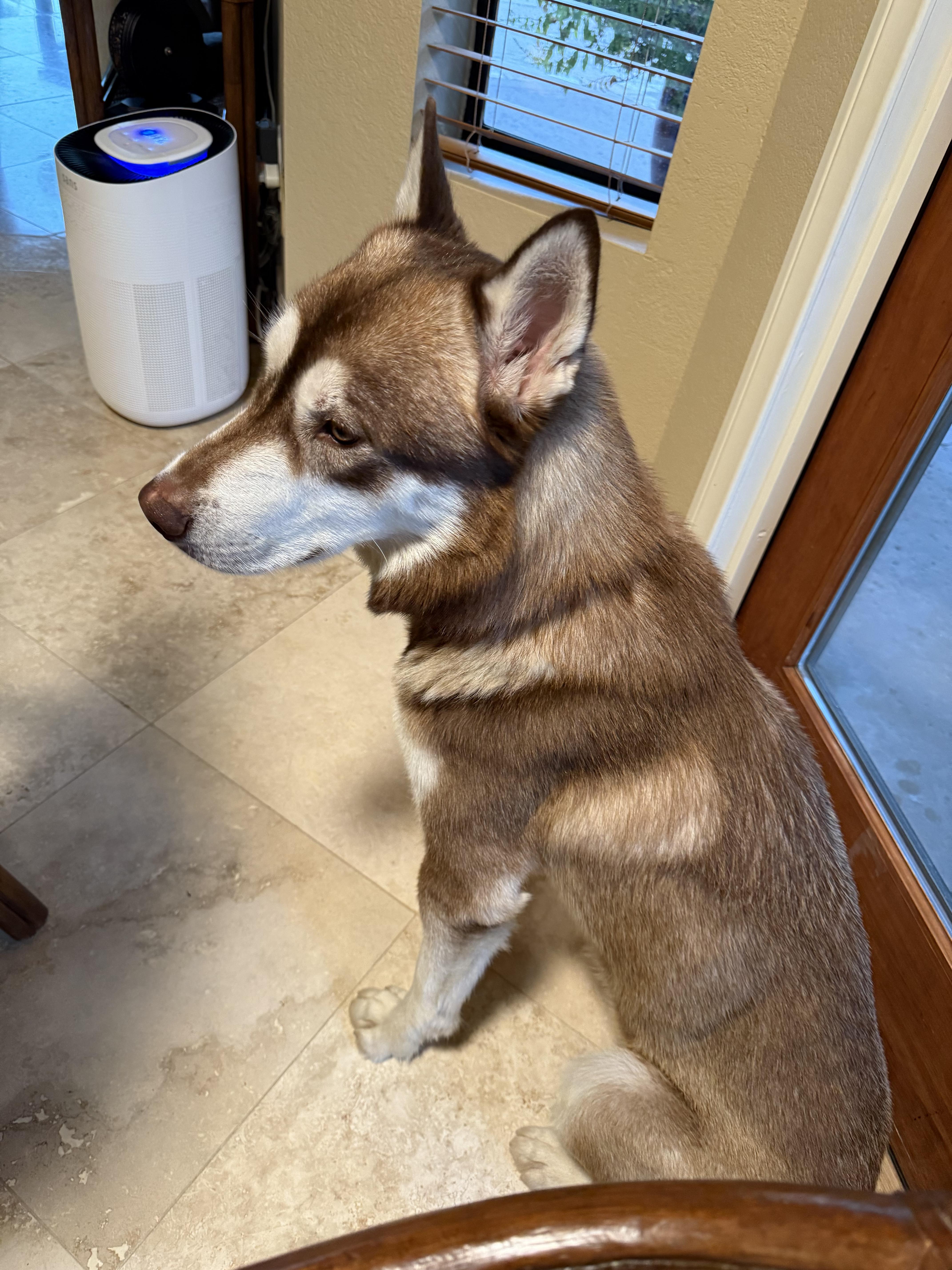 Enlarge Alfa, a ADOPTABLE Husky in Inglewood, CA image 5/5