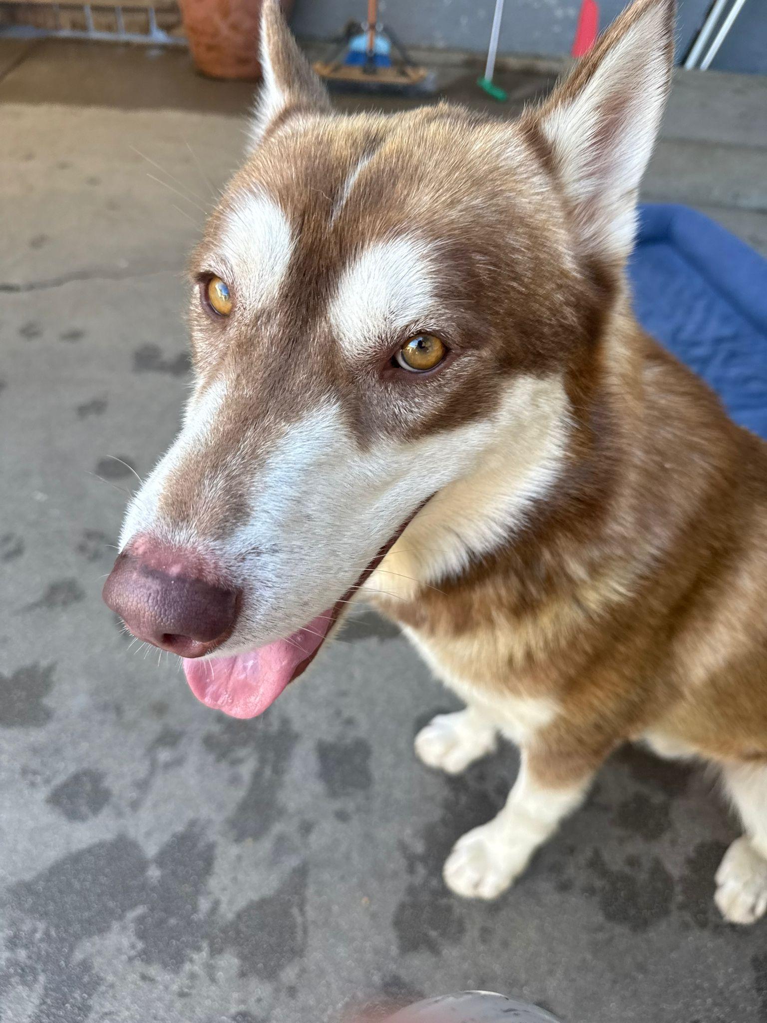 Enlarge Alfa, a ADOPTABLE Husky in Inglewood, CA image 3/5