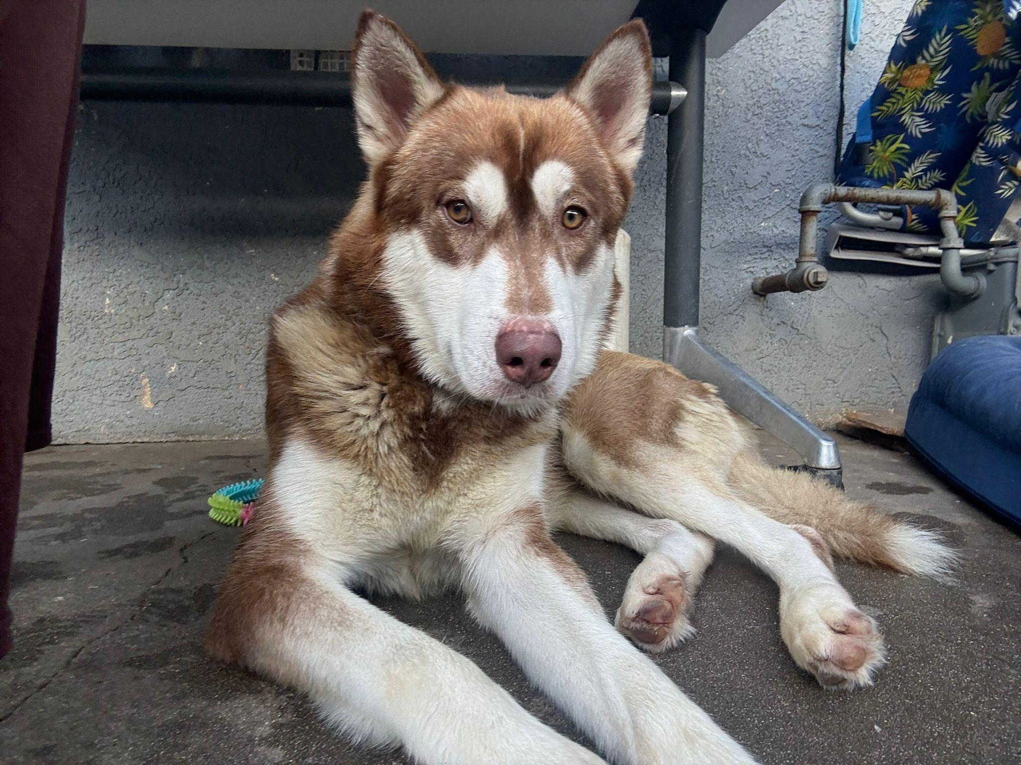 Alfa, ADOPTABLE, Adult Male Husky.