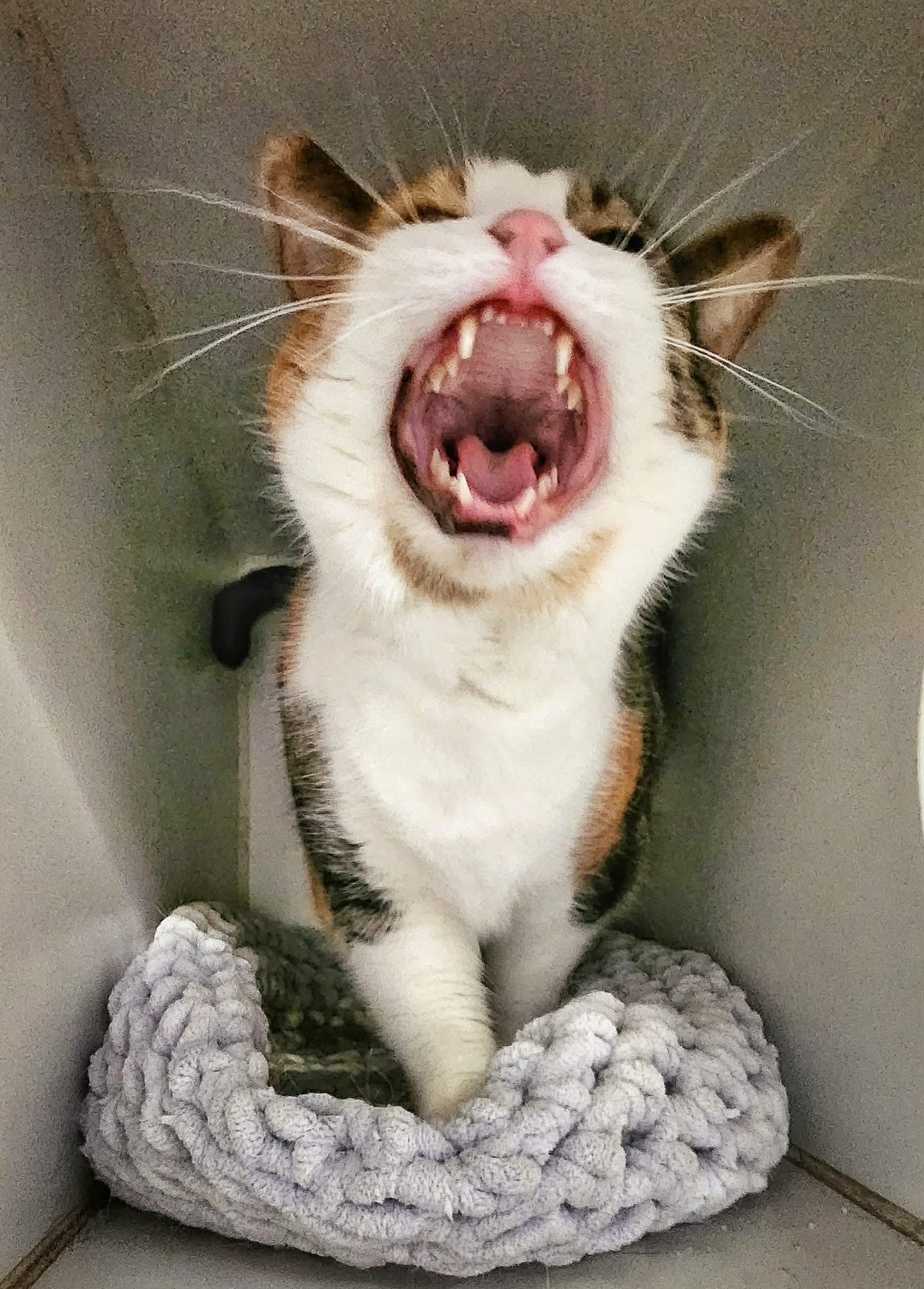 Enlarge Louisa, a Adopted Domestic Short Hair in Gettysburg, PA image 1/3