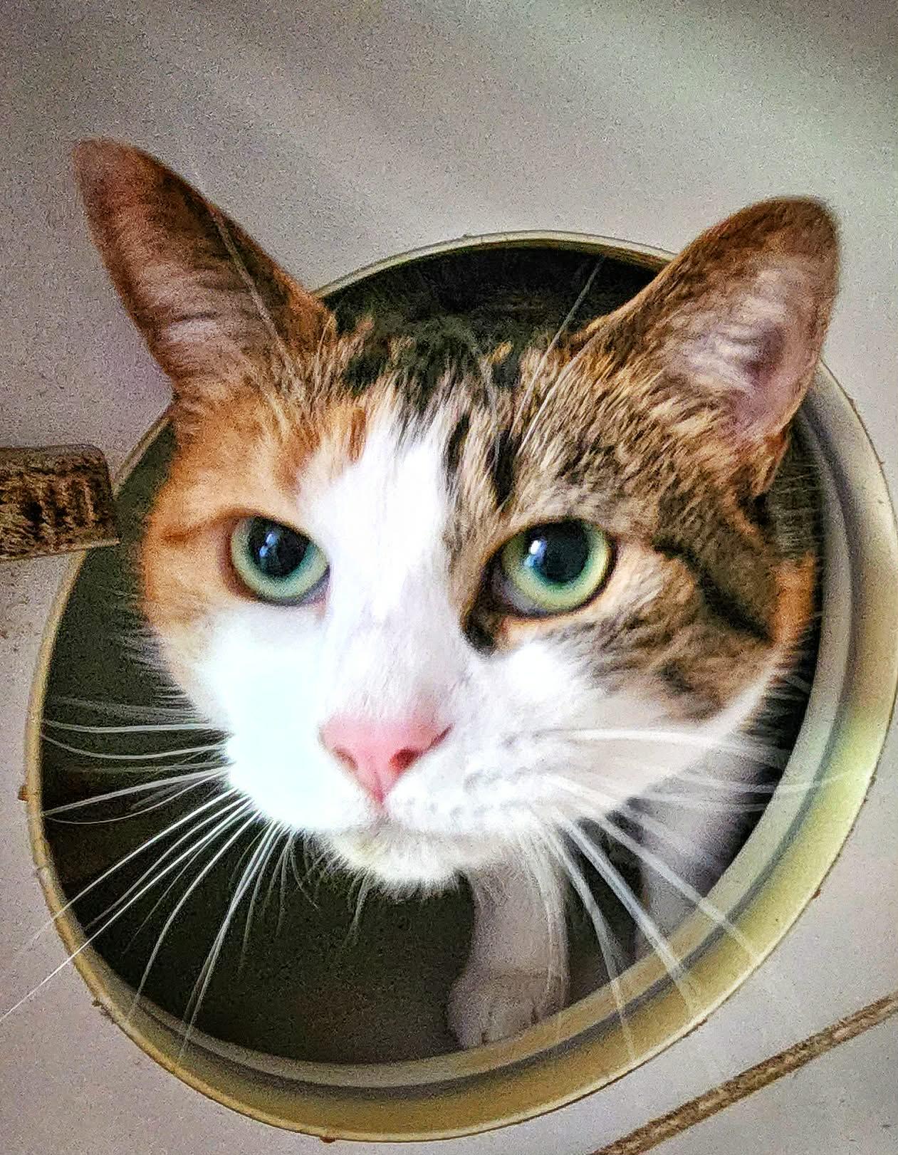 Enlarge Louisa, a Adopted Domestic Short Hair in Gettysburg, PA image 2/3