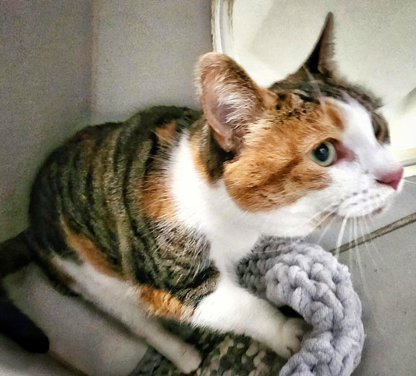 Enlarge Louisa, a Adopted Domestic Short Hair in Gettysburg, PA image 3/3