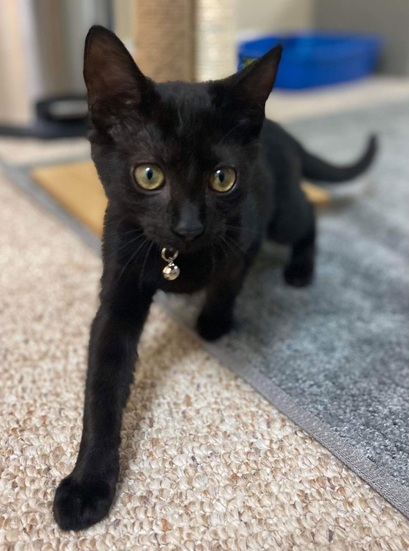 Comet, a Adoptable Domestic Short Hair in Oakboro , NC image 1/6