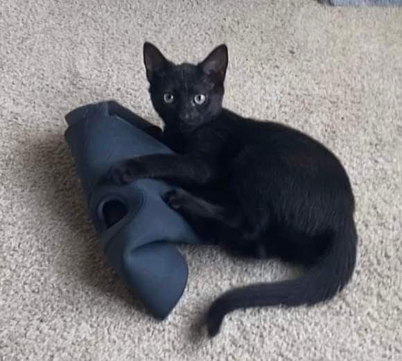 Comet, a Adoptable Domestic Short Hair in Oakboro , NC image 2/6