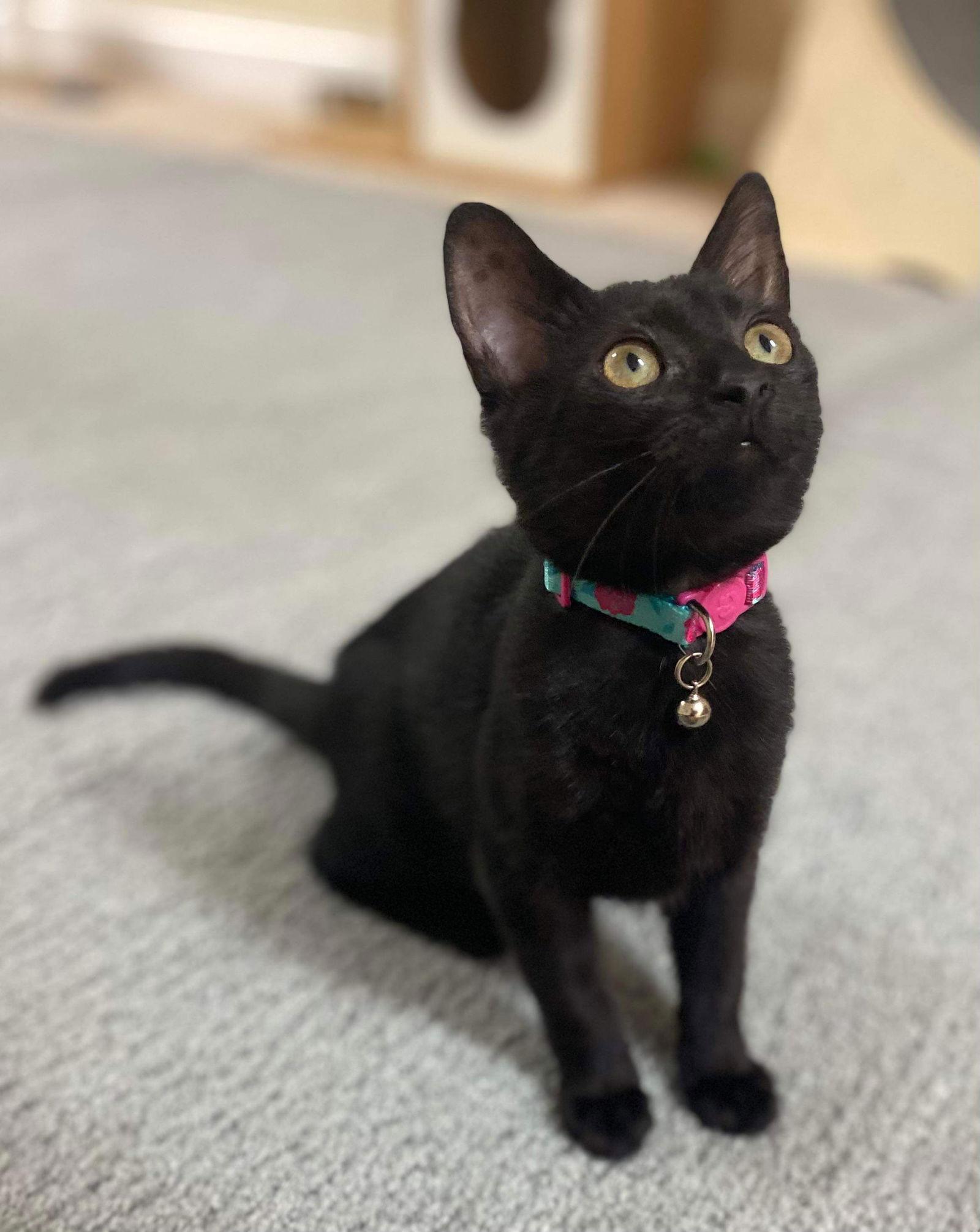 Comet, a Adoptable Domestic Short Hair in Oakboro , NC image 3/6