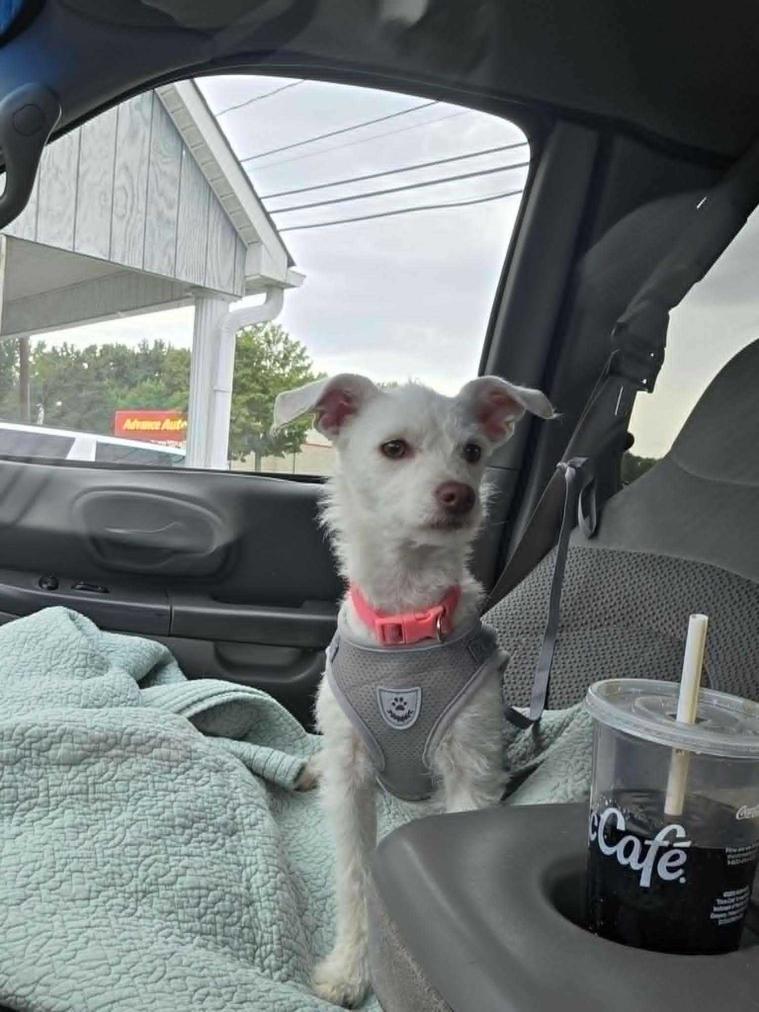 Enlarge Sally Mae, a Adopted mixed breed in Lexington, NC image 3/3
