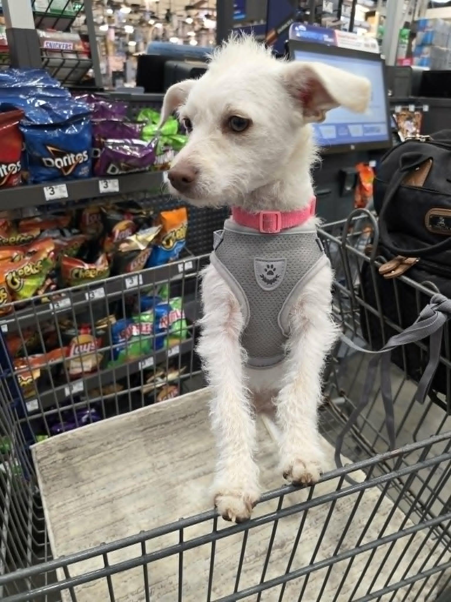 Enlarge Sally Mae, a Adopted mixed breed in Lexington, NC image 2/3
