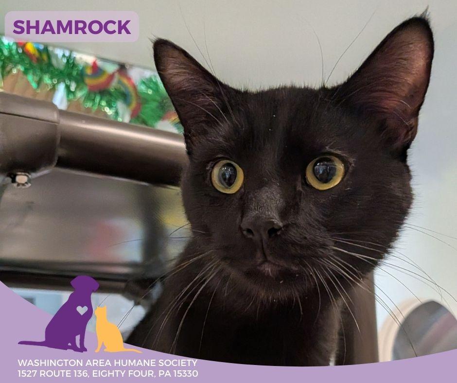 Shamrock, ADOPTABLE, Young Male Domestic Short Hair.
