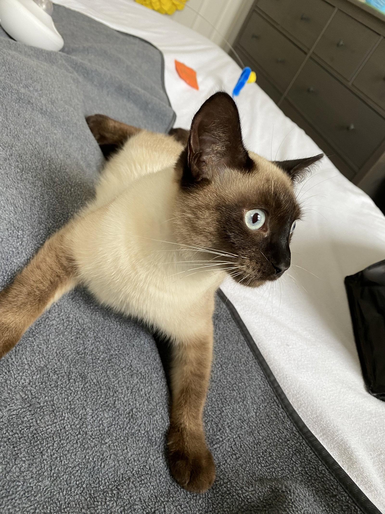 Enlarge Maia, a Adopted Siamese in Somerville, MA image 1/3