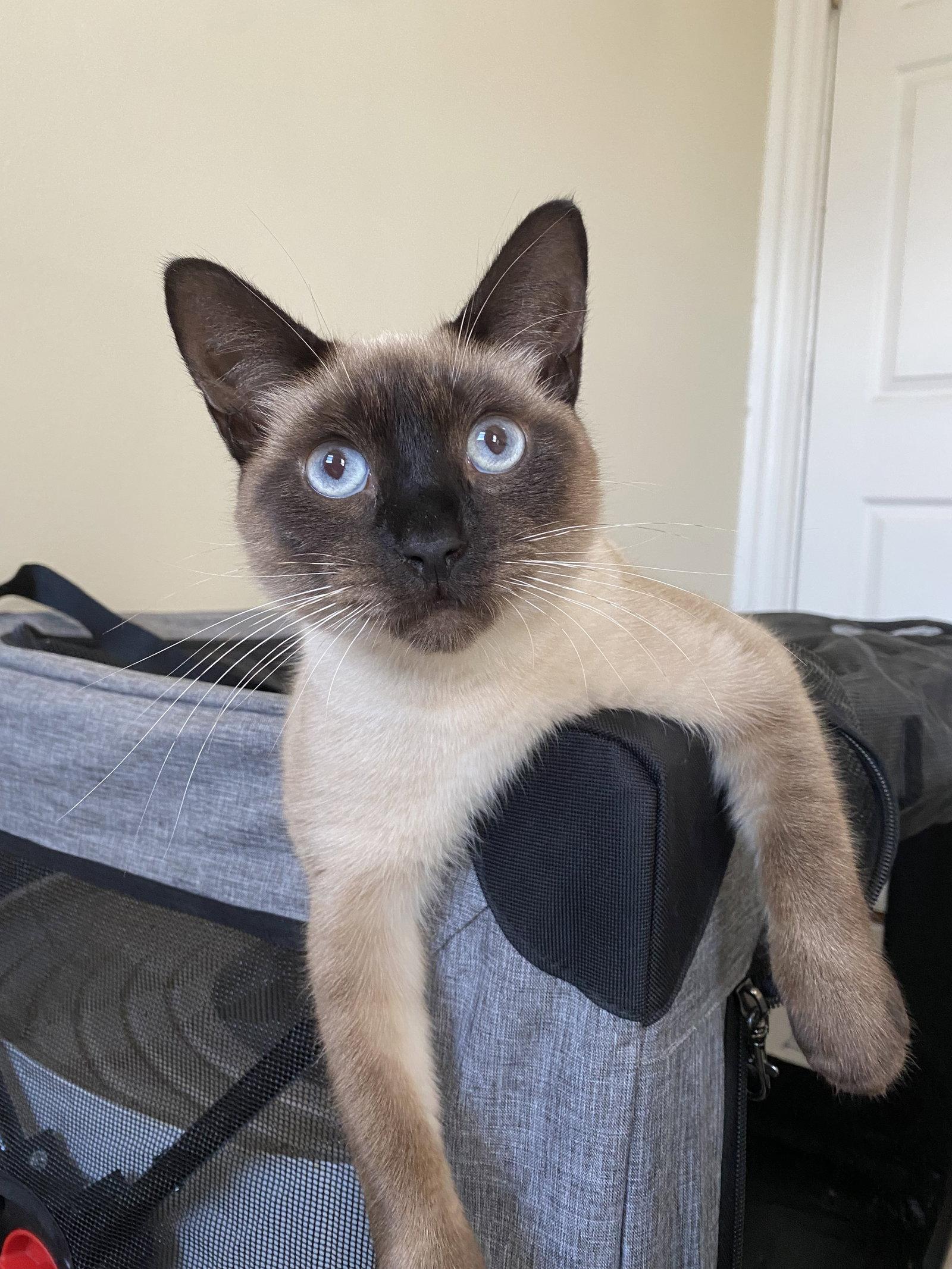 Enlarge Maia, a Adopted Siamese in Somerville, MA image 2/3