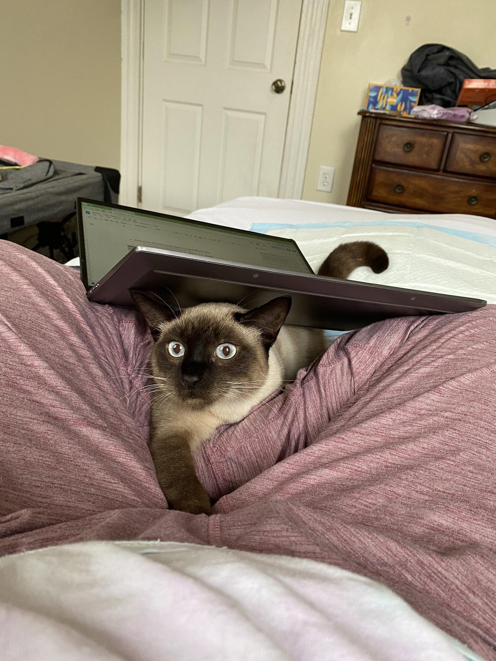 Enlarge Maia, a Adopted Siamese in Somerville, MA image 3/3