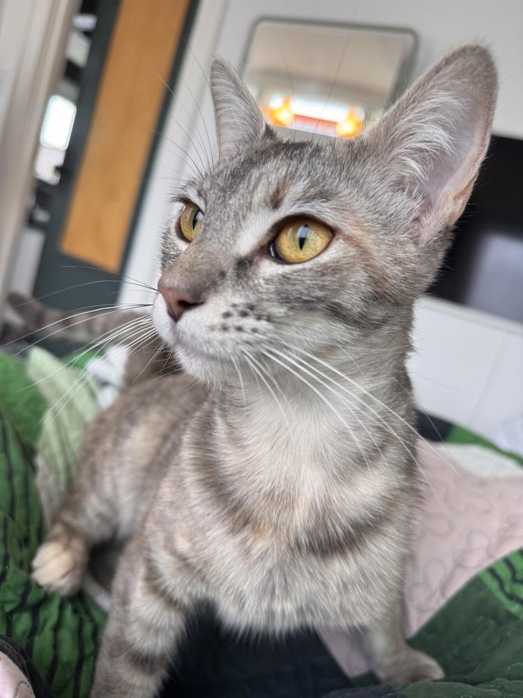 Miranda Priestly, Adoptable, Adult Female Domestic Short Hair.