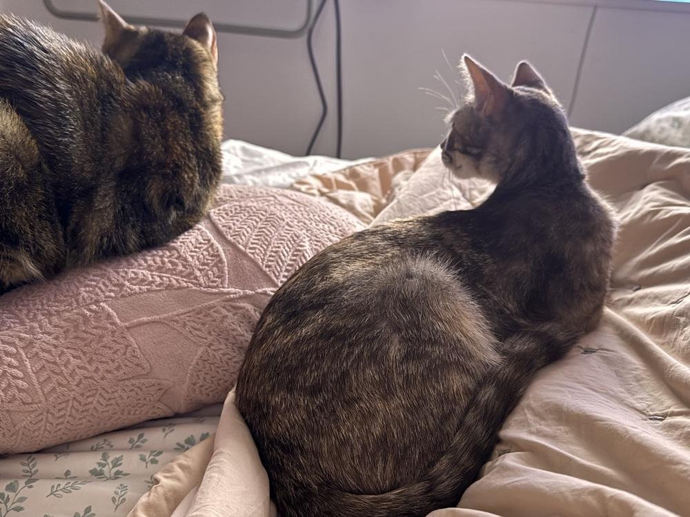Miranda Priestly, a Adoptable Domestic Short Hair in Pacifica, CA image 2/6