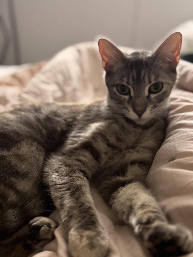 Miranda Priestly, a Adoptable Domestic Short Hair in Pacifica, CA image 3/6
