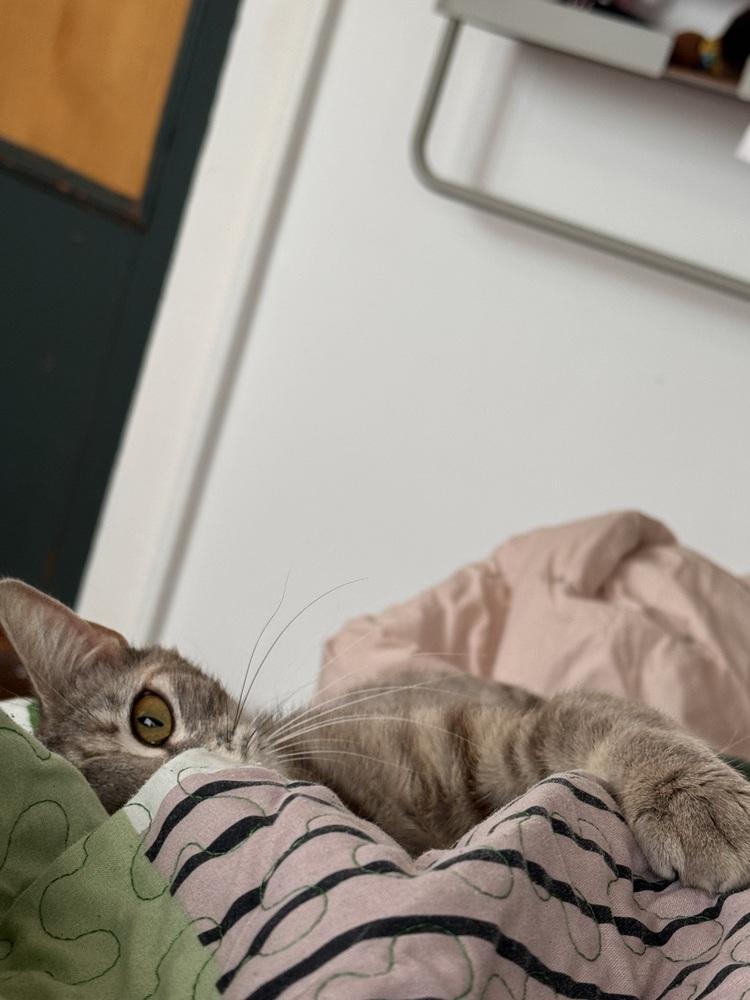 Miranda Priestly, a Adoptable Domestic Short Hair in Pacifica, CA image 4/6