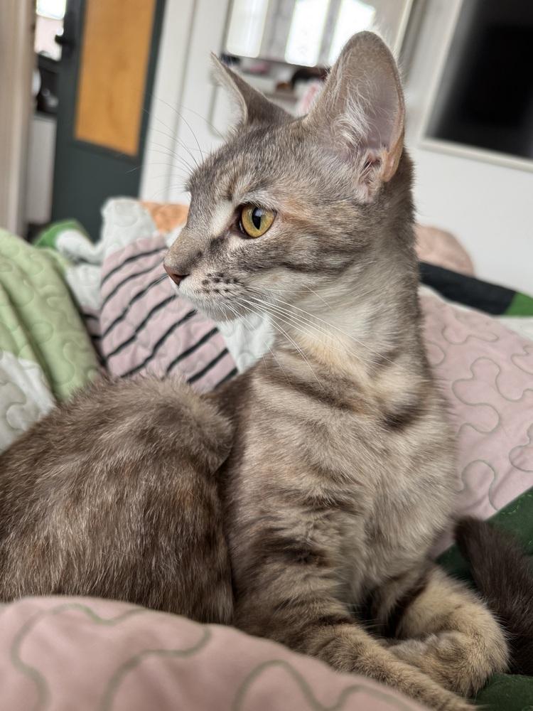 Miranda Priestly, a Adoptable Domestic Short Hair in Pacifica, CA image 5/6