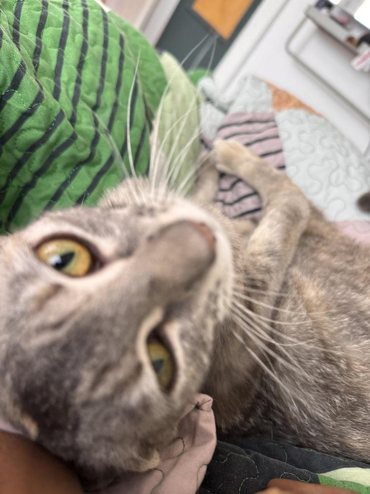 Miranda Priestly, a Adoptable Domestic Short Hair in Pacifica, CA image 6/6