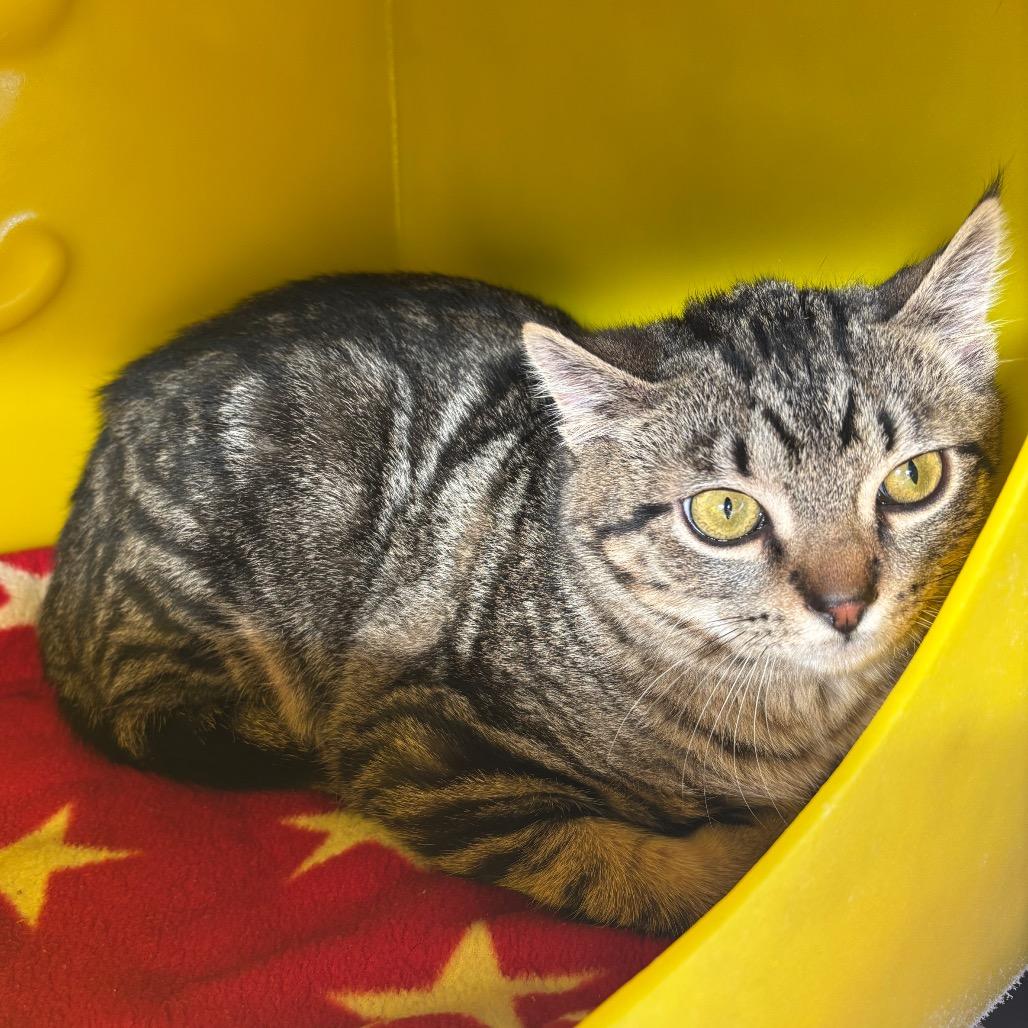 Mitch, Adoptable, Kitten Male Domestic Short Hair.