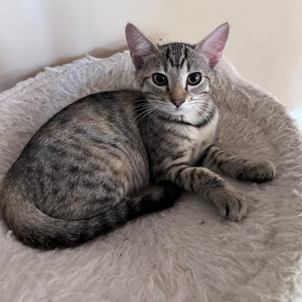 Enlarge Daisy, a Adoptable Domestic Short Hair in Chatsworth, CA image 2/3