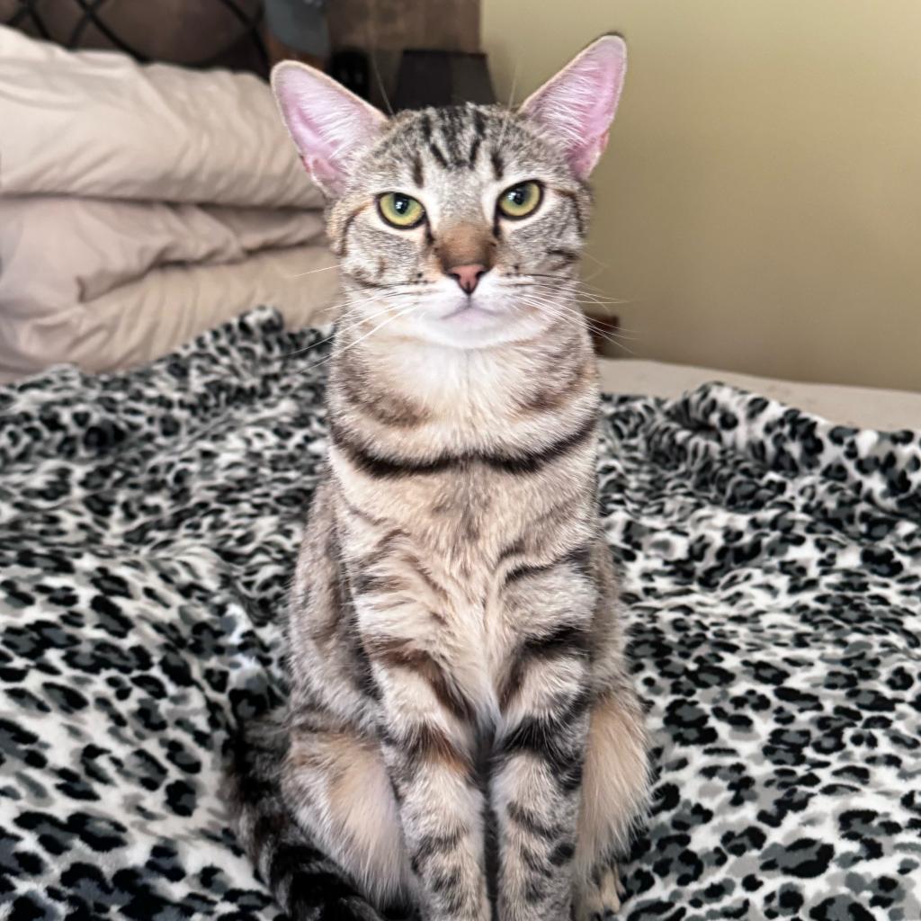 Enlarge Daisy, a Adoptable Domestic Short Hair in Chatsworth, CA image 3/3