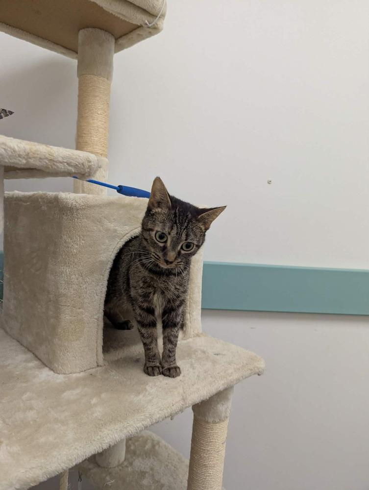 Enlarge Minnie, a Adoptable mixed breed in South Bend, IN image 1/4