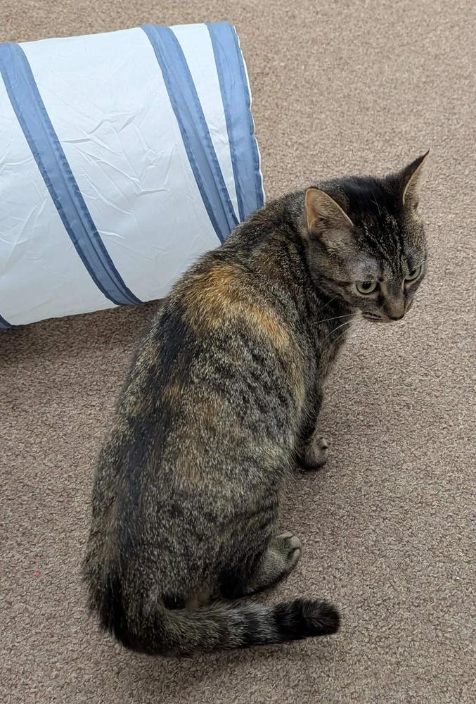 Enlarge Minnie, a Adoptable mixed breed in South Bend, IN image 2/4