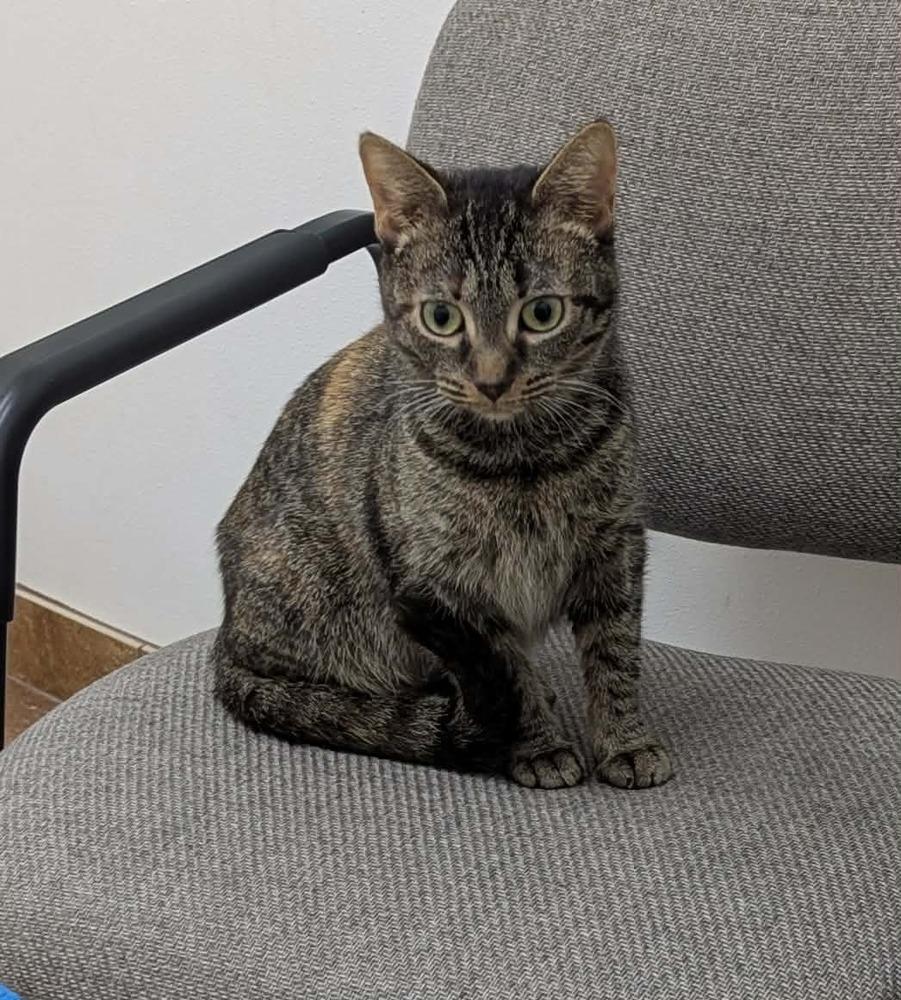 Enlarge Minnie, a Adoptable mixed breed in South Bend, IN image 3/4