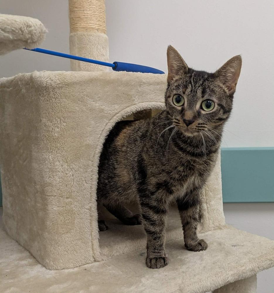 Enlarge Minnie, a Adoptable mixed breed in South Bend, IN image 4/4