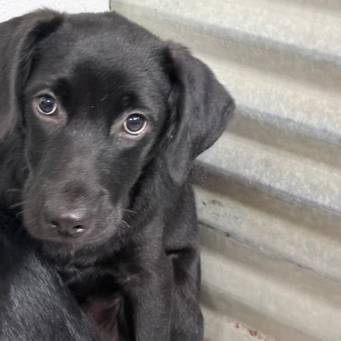 Fonzo, Adoptable, Puppy Male Collie & Black Labrador Retriever.