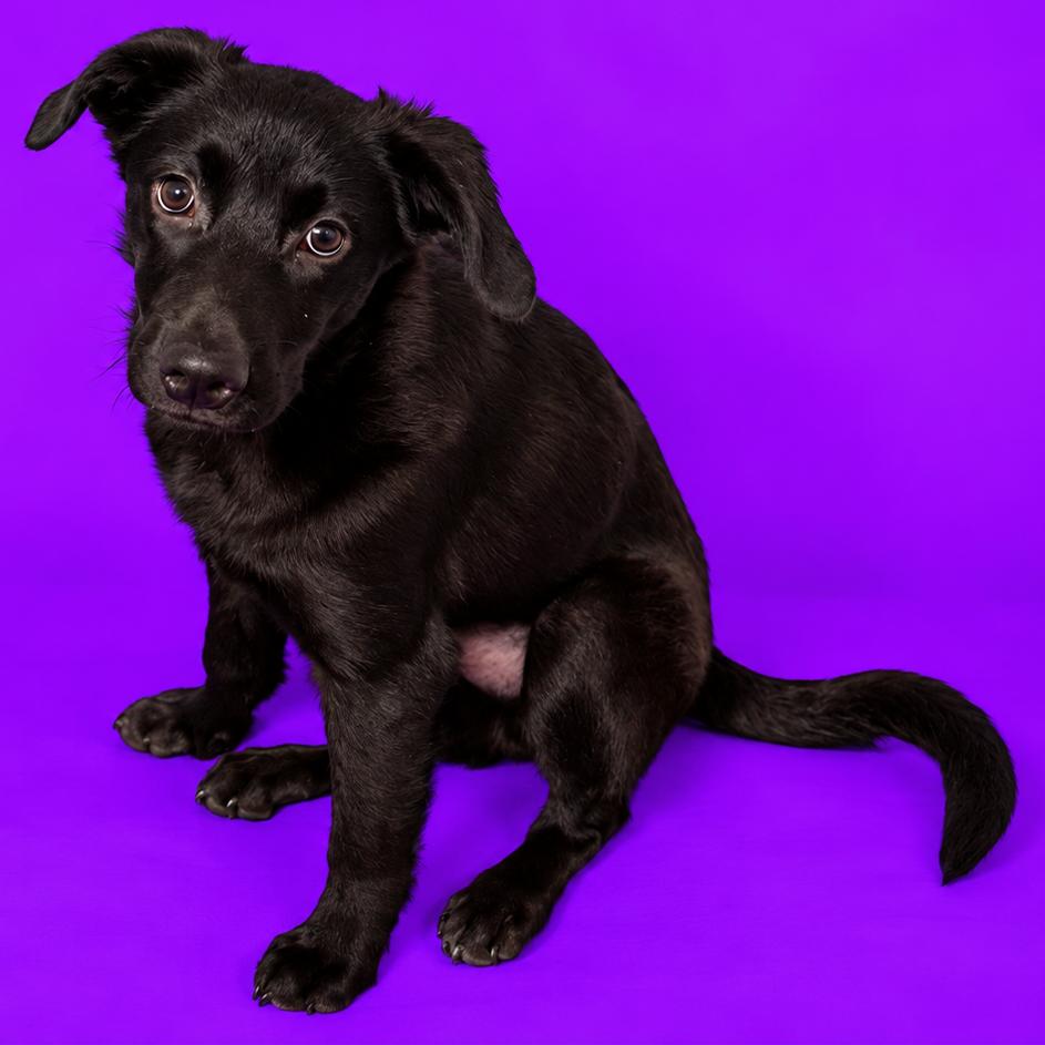 Enlarge Fonzo, a Adoptable mixed breed in North Myrtle Beach, SC image 2/2