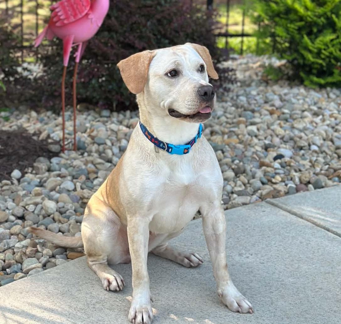 Enlarge Chelsea, an adopted mixed breed in Roswell, GA image 2/6