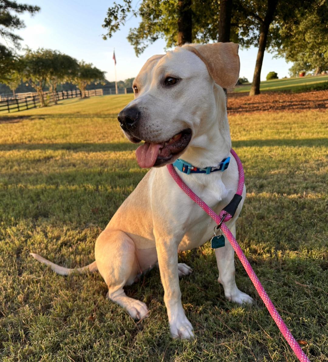 Enlarge Chelsea, an adopted mixed breed in Roswell, GA image 5/6