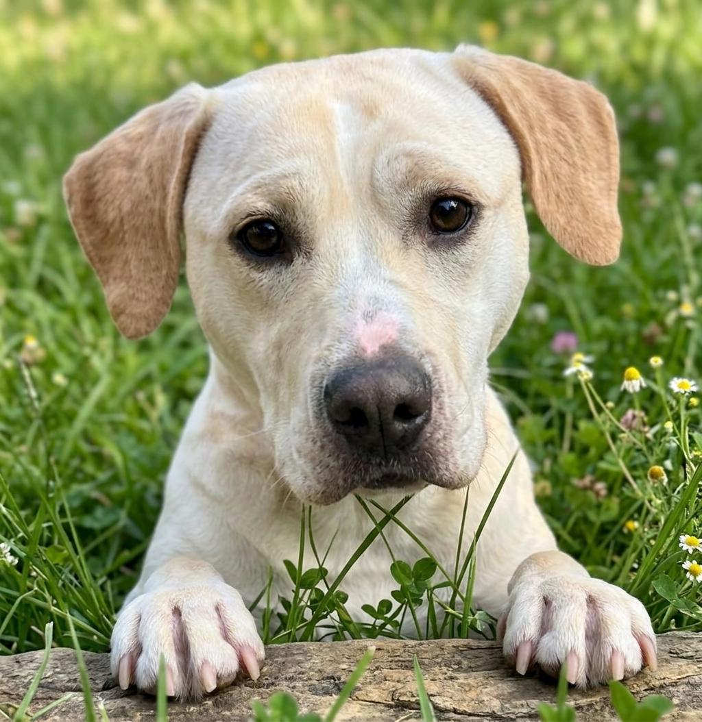 Chelsea, adopted, Young Female Labrador Retriever & Pit Bull Terrier.