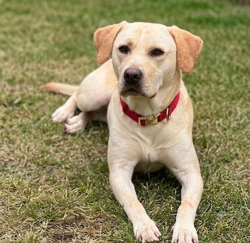 Enlarge Chelsea, an adopted mixed breed in Roswell, GA image 4/6