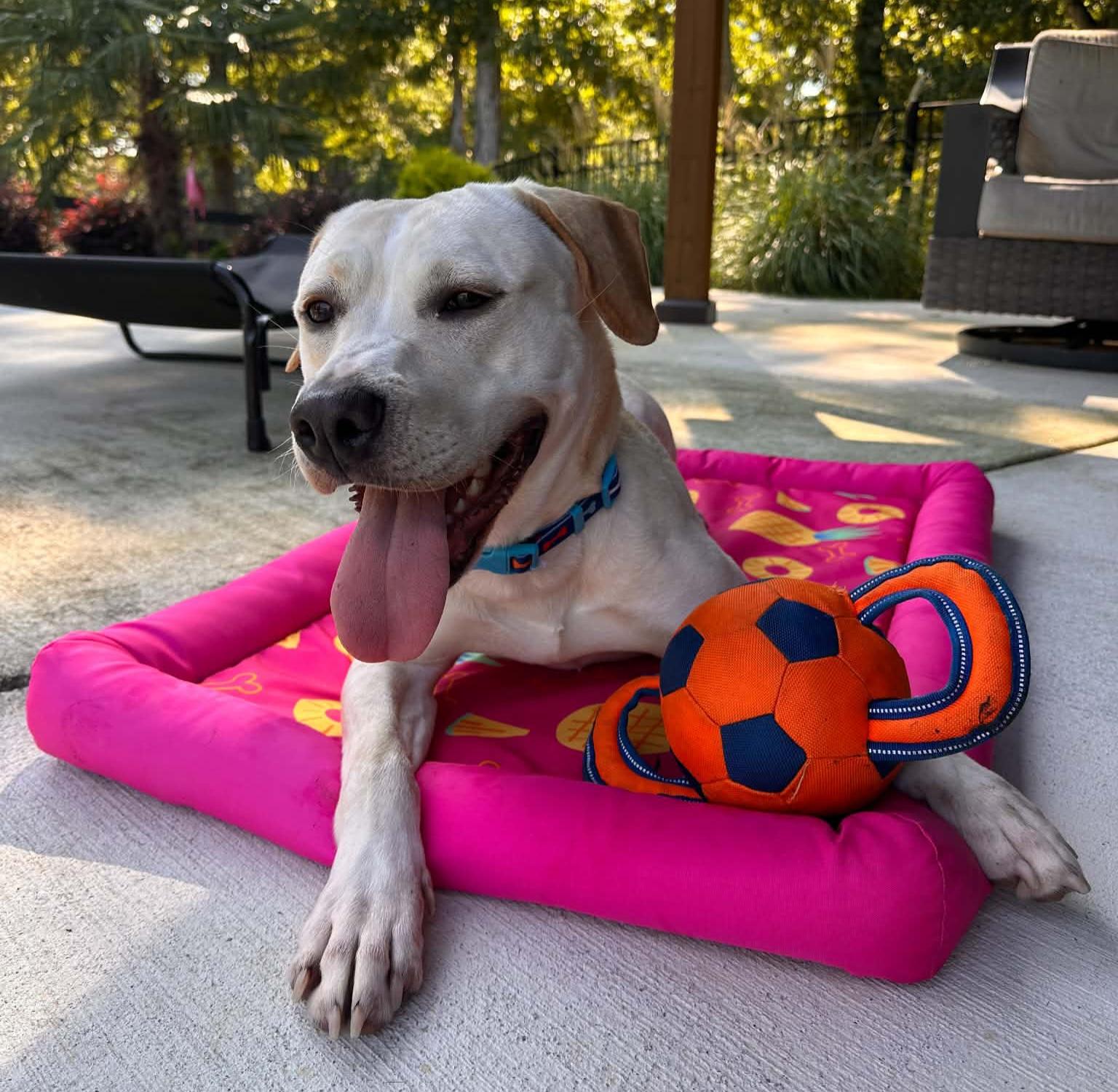 Enlarge Chelsea, an adopted mixed breed in Roswell, GA image 3/6